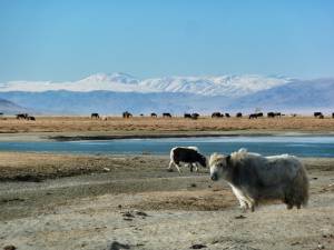 Mongolia, Altai, steppa